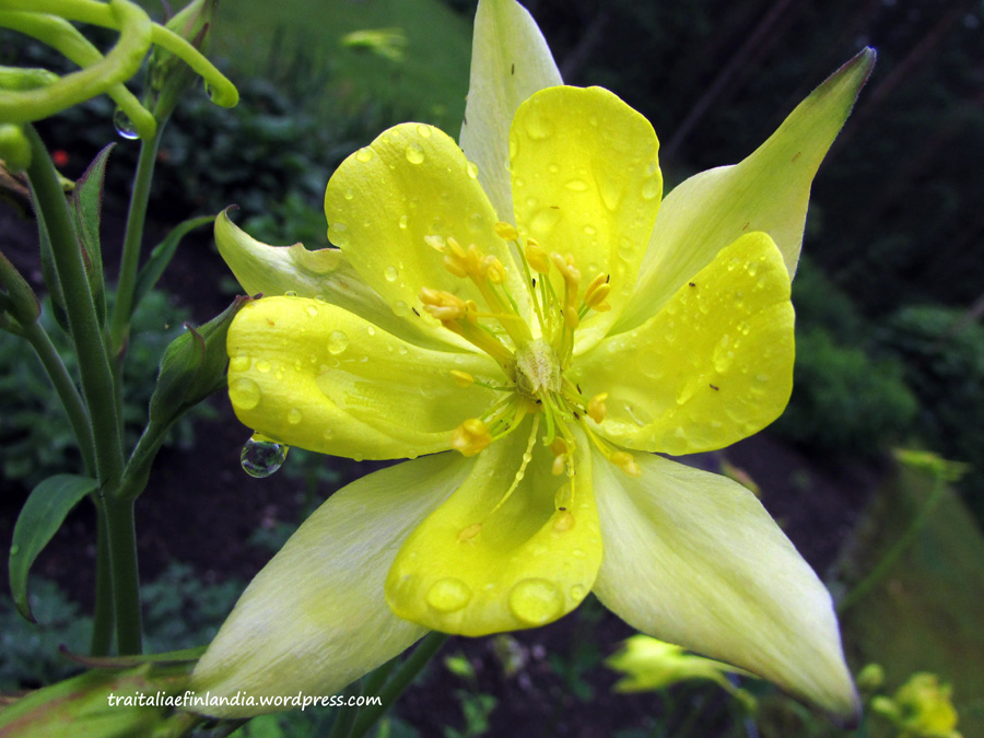 Achi gialla (7)xxxxx