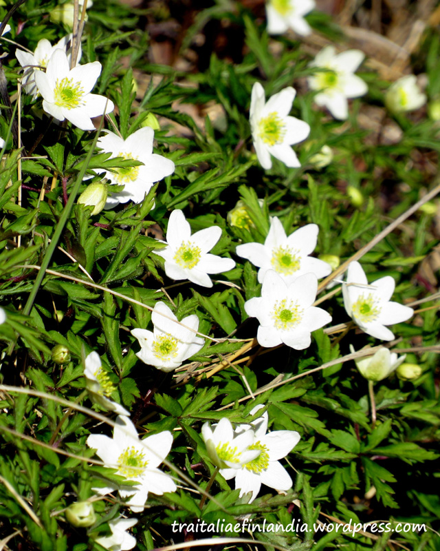 Anemoni bianchi. – Tra Italia e Finlandia