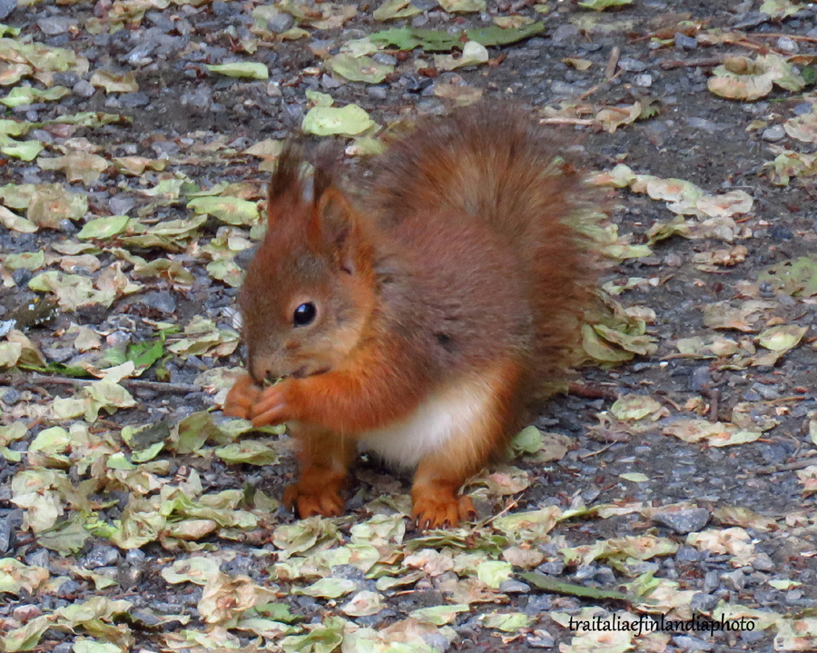 IMG_1300.JPGcc.jpgvvvvvvv.jpgvv