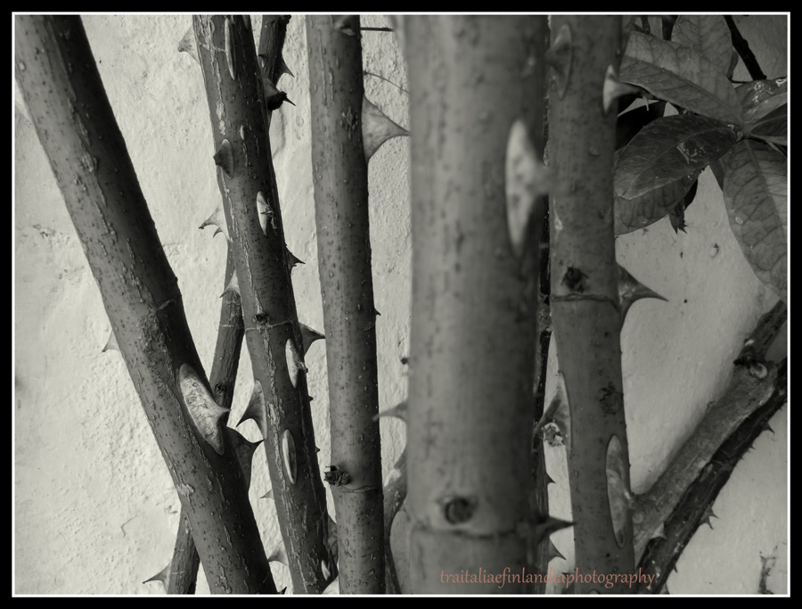 IMG_1321.JPGcc.JPGvvvvvv.jpgvvvvvv