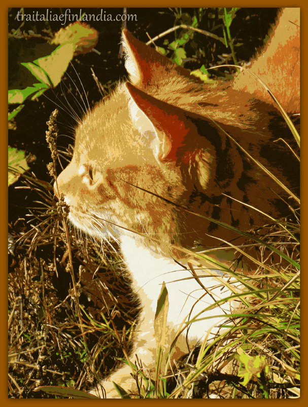 tigre (13).JPGcc.JPGcc