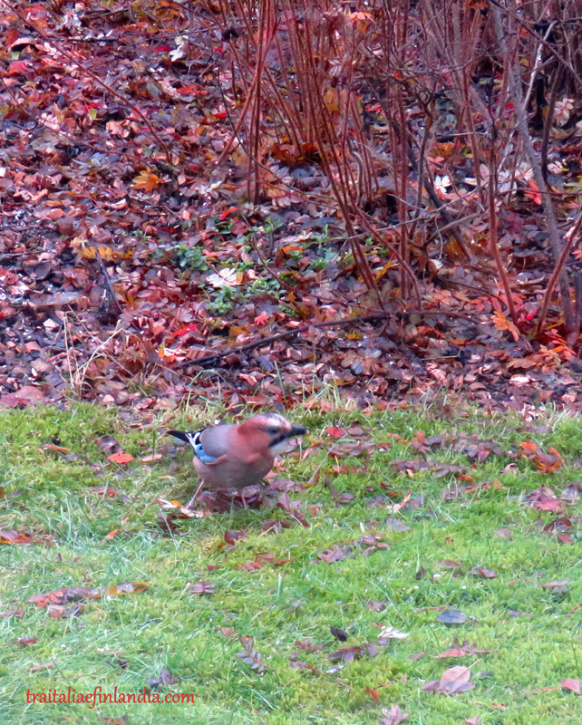 IMG_7795.JPGcc.JPGxx