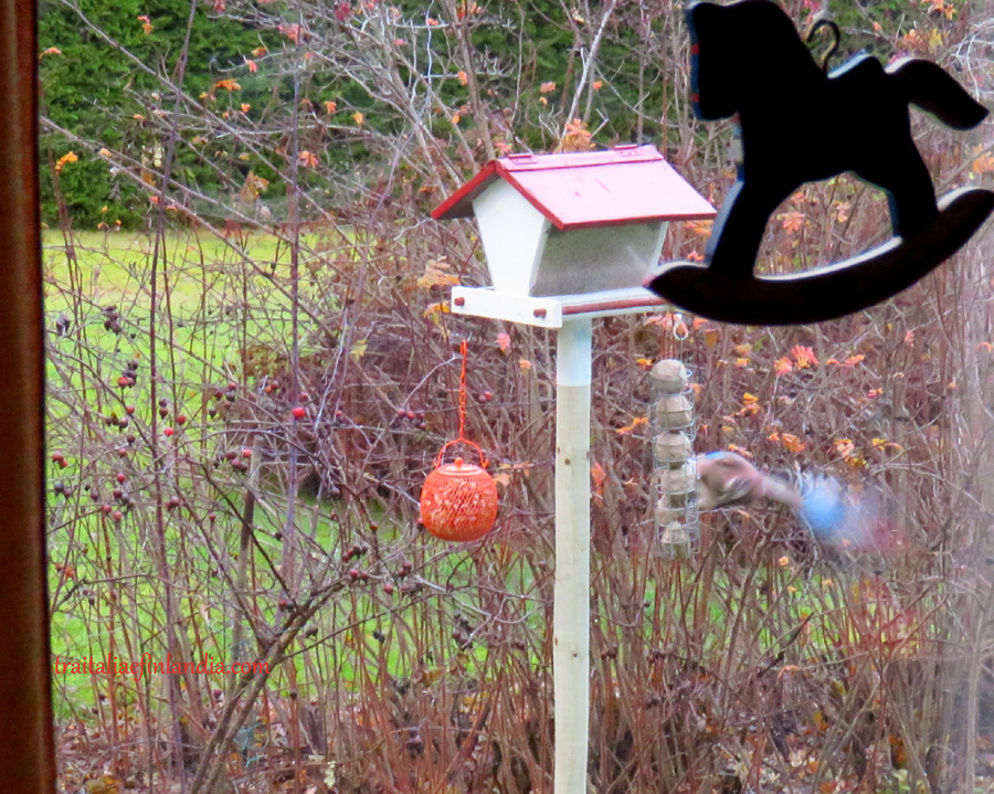 IMG_7797.JPGcc.JPGxx