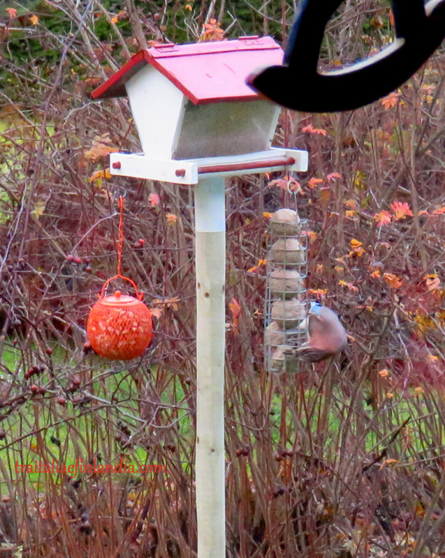 IMG_7799.JPGcc.JPGxx