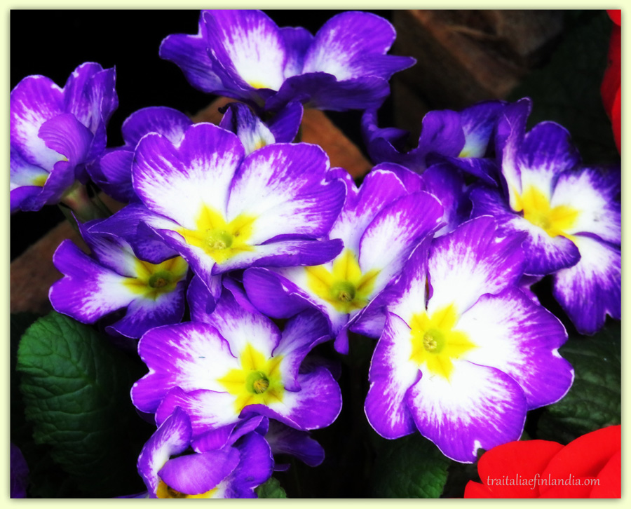 IMG_5284.jpgpp.jpghh