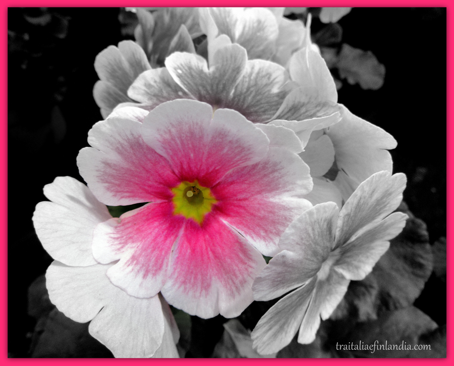 IMG_6663.JPGcc.JPGcc