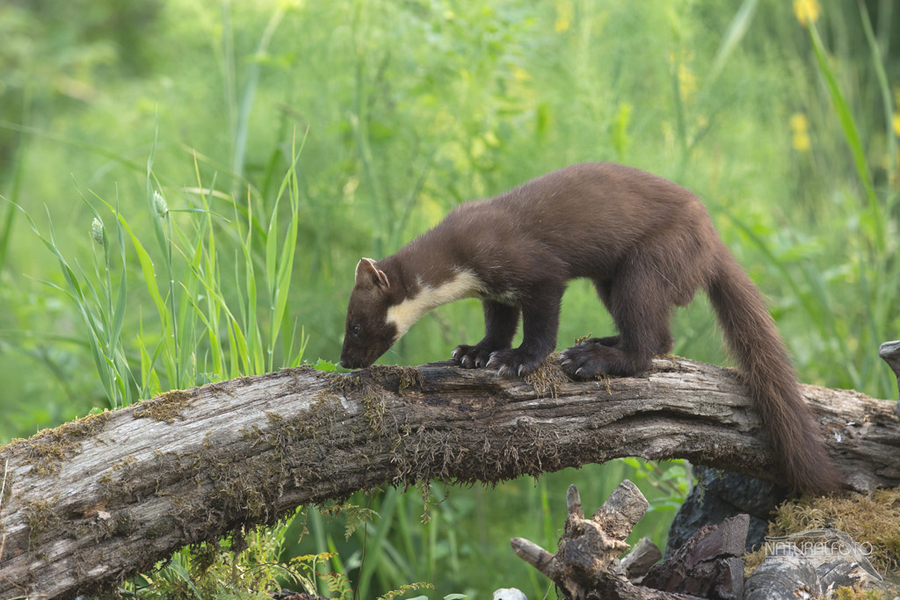 28812955001_10eededc4a_b