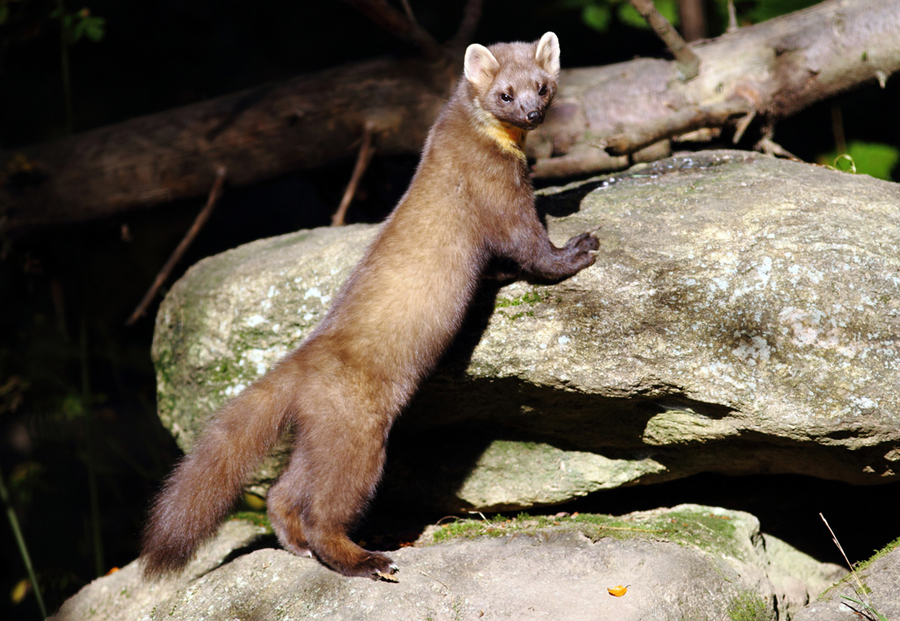 6211733237_77bb4015cf_b