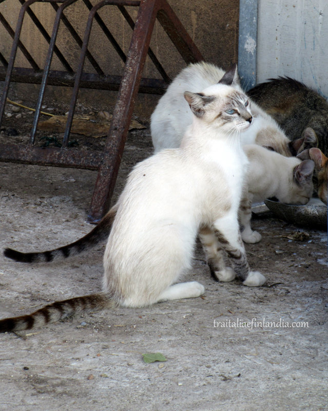 Damiano (1)