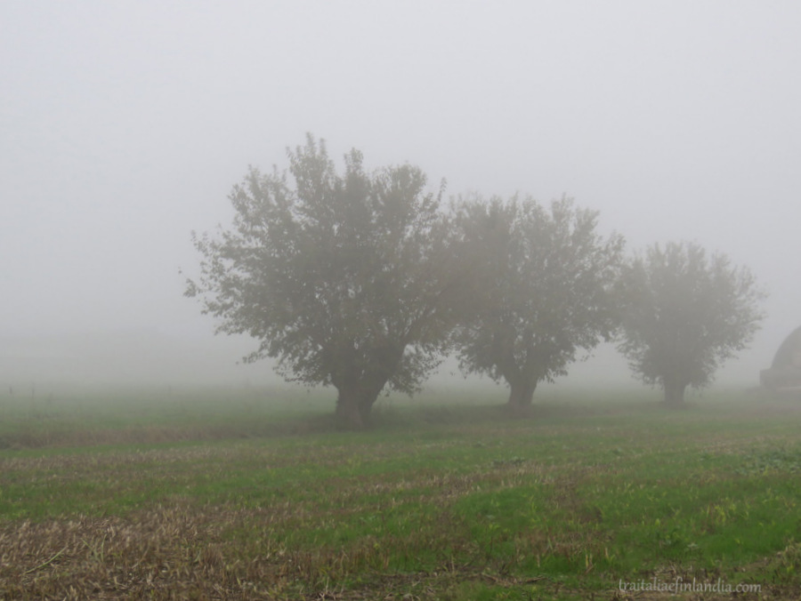 Nebbia (3)