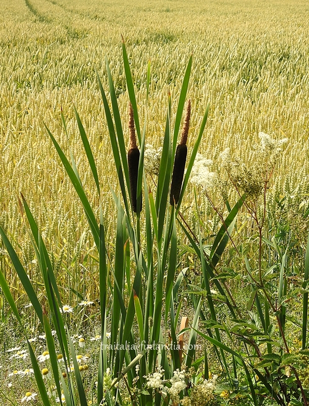 DSCN1452