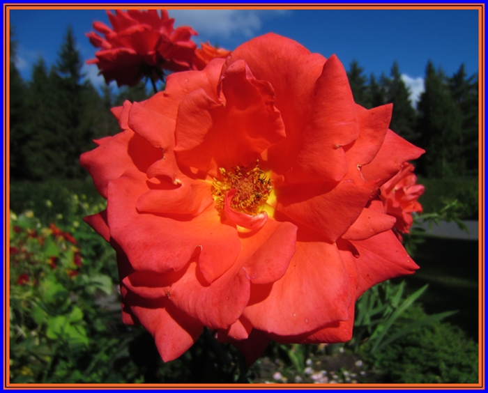 Arancio nostre1 (14)