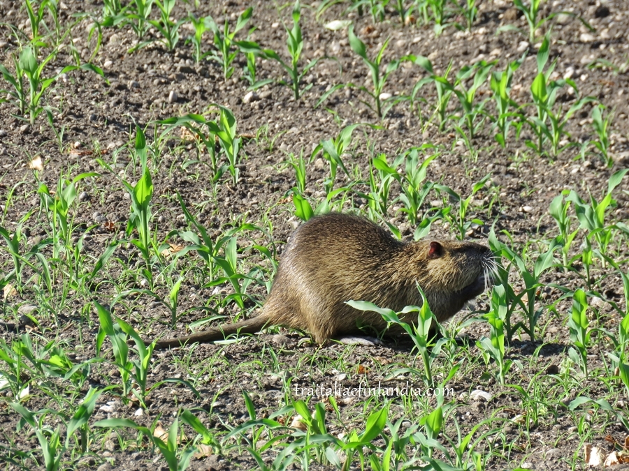 IMG_1832