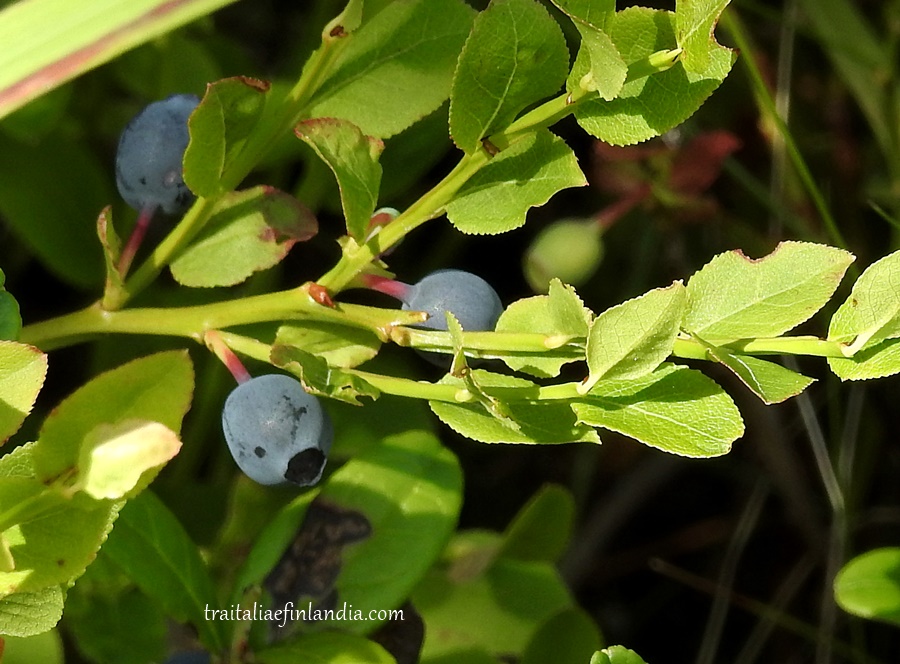 mirt in crescita (1)