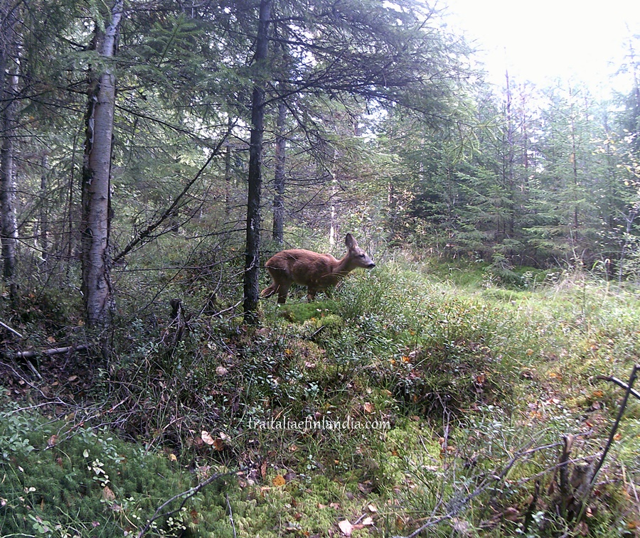 Wildkamera
