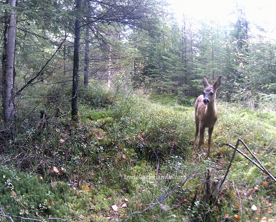 Wildkamera