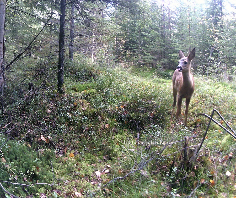 Wildkamera