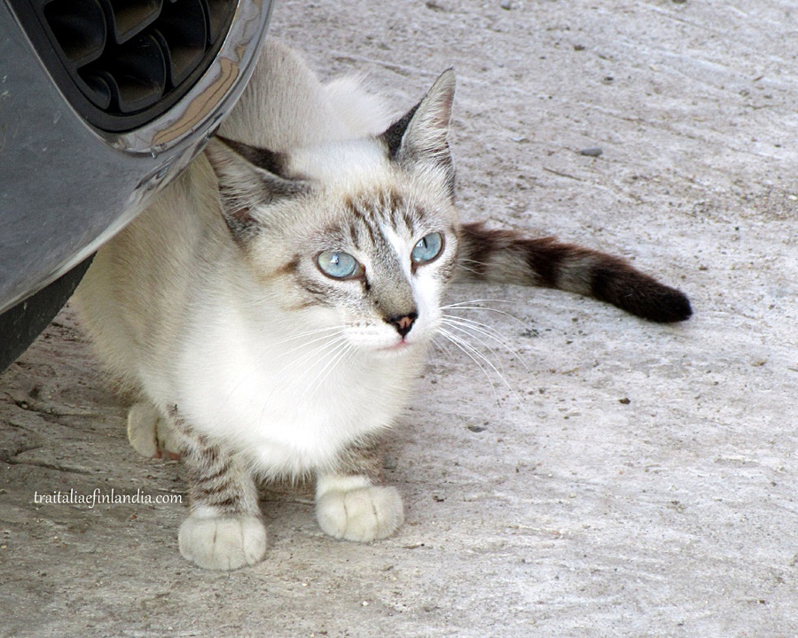 damiano-3