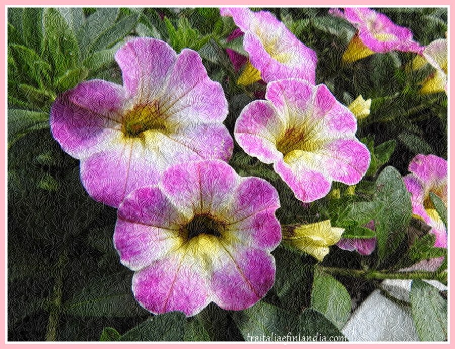 DSCN9768