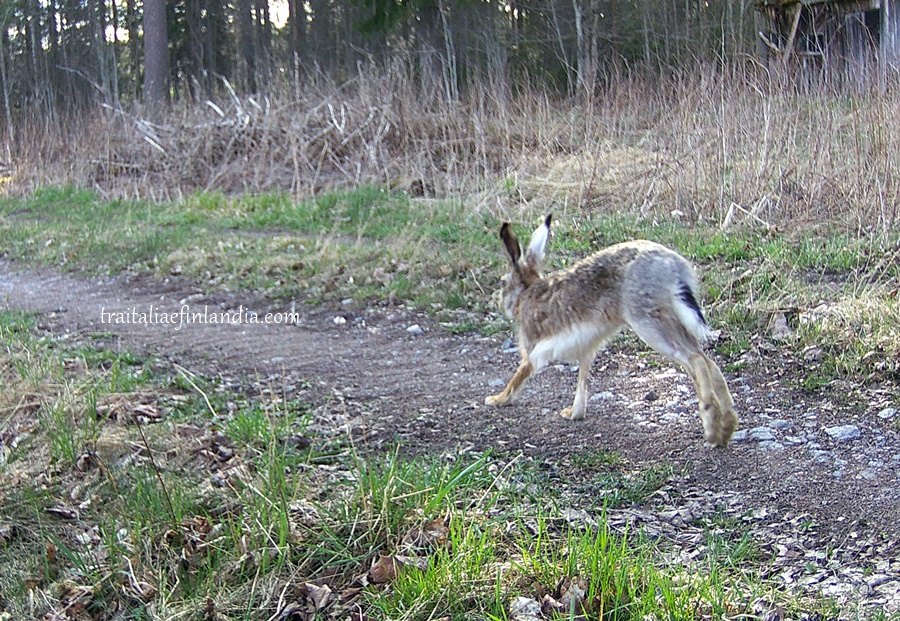Hunter Camera