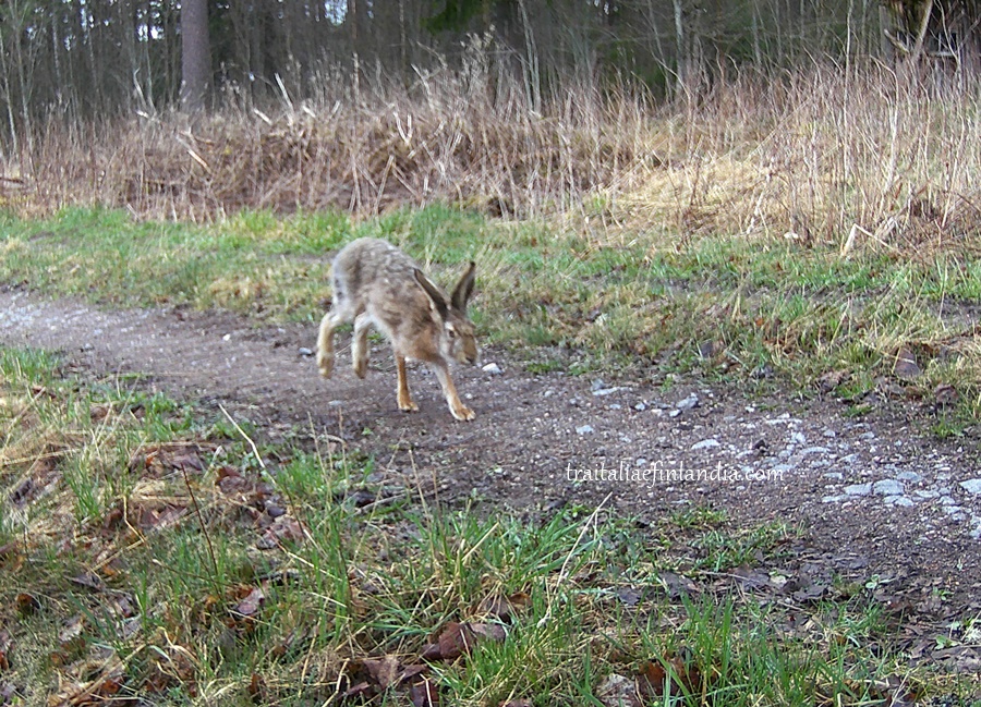 Hunter Camera