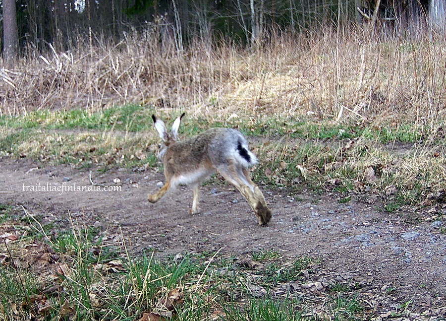 Hunter Camera