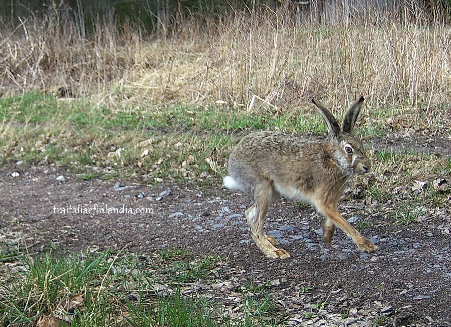 Hunter Camera