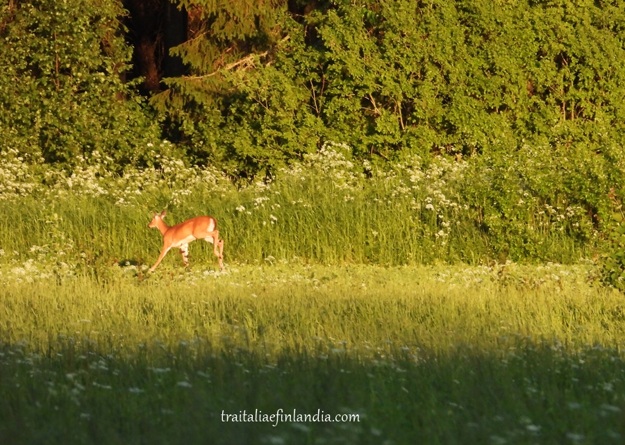 22 (7)