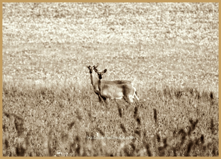 cop1 (1)