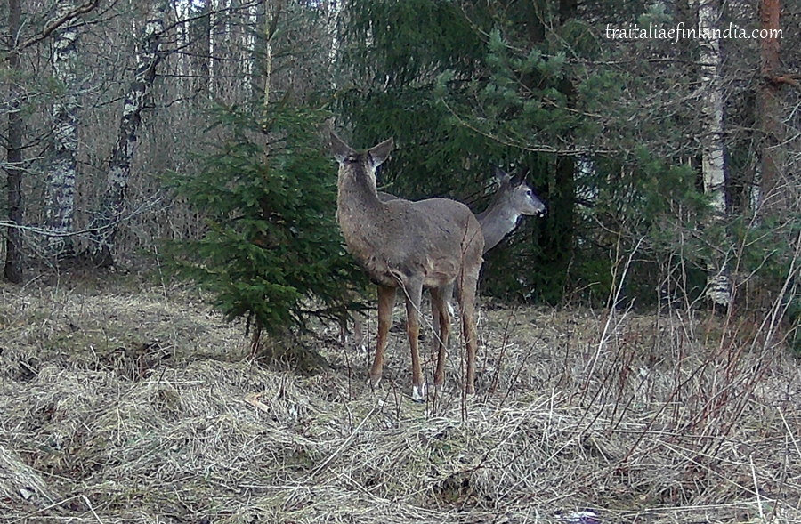 Hunter Camera