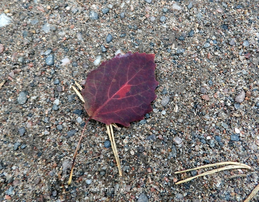 DSCN3323